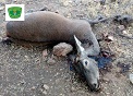 Dentro de los dispositivos conjuntos de lucha para la prevención contra la caza furtiva, se ha iniciado una investigación tendente al esclarecimiento de la muerte de cinco ciervos que aparecieron abatidos en el interior de una Reserva.