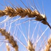 trigo_e