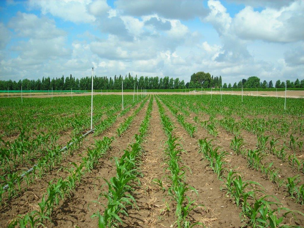 Imagen campo maiz