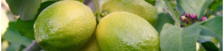 Rama de limonero