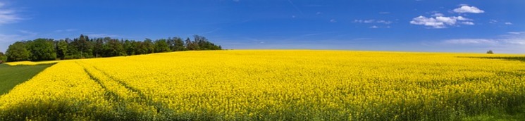 Banner3_colza_745x172