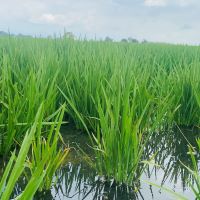 Arroz_informacion_interes