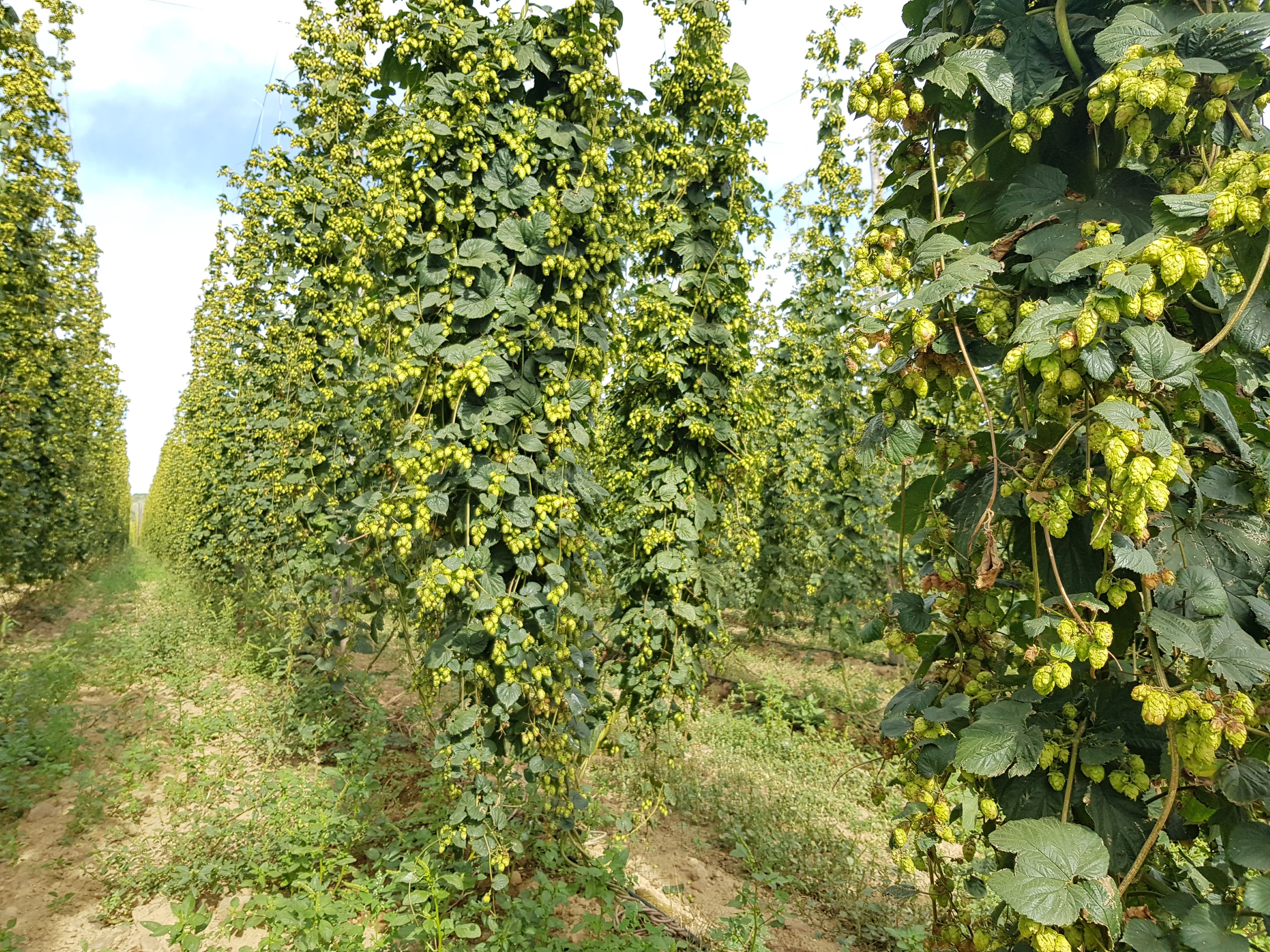 Cultivo 1