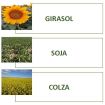 Boletin de mercado
