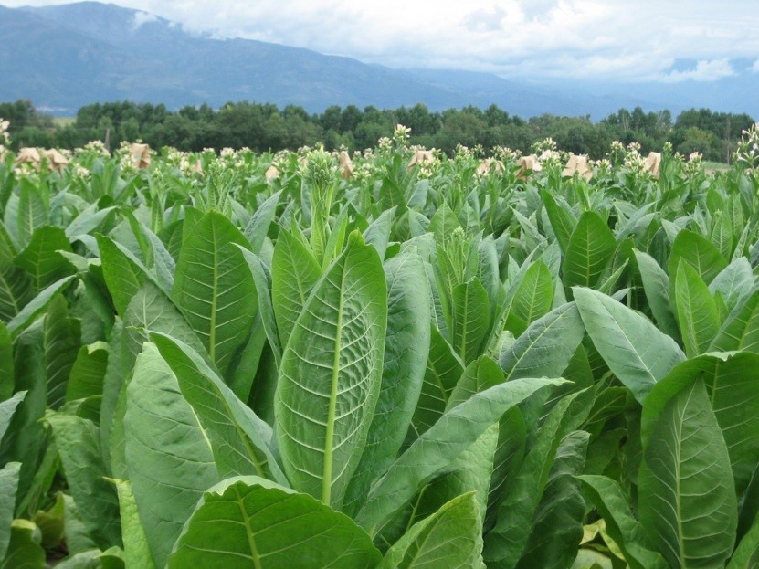 Tabaco