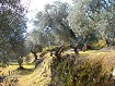 Imagen olivos