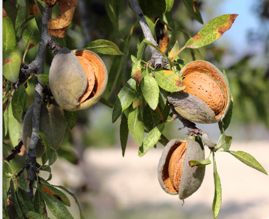 almendros