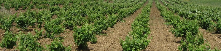  viñedo en vaso