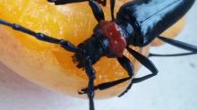 10.Aromia bungii