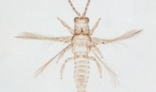 S. Dorsalis