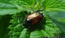 17.popilia japonica