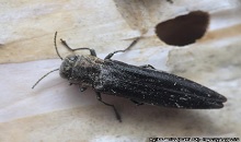 Agrilus anxius