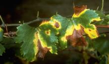 20.xylella fastidiosa