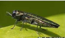 2.Agrilus planipennis