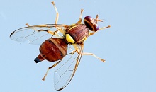 5. Bactrocera zonata