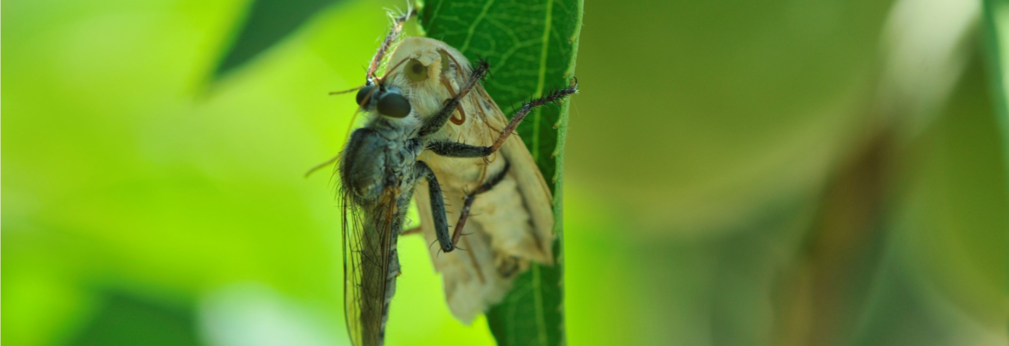 Copula