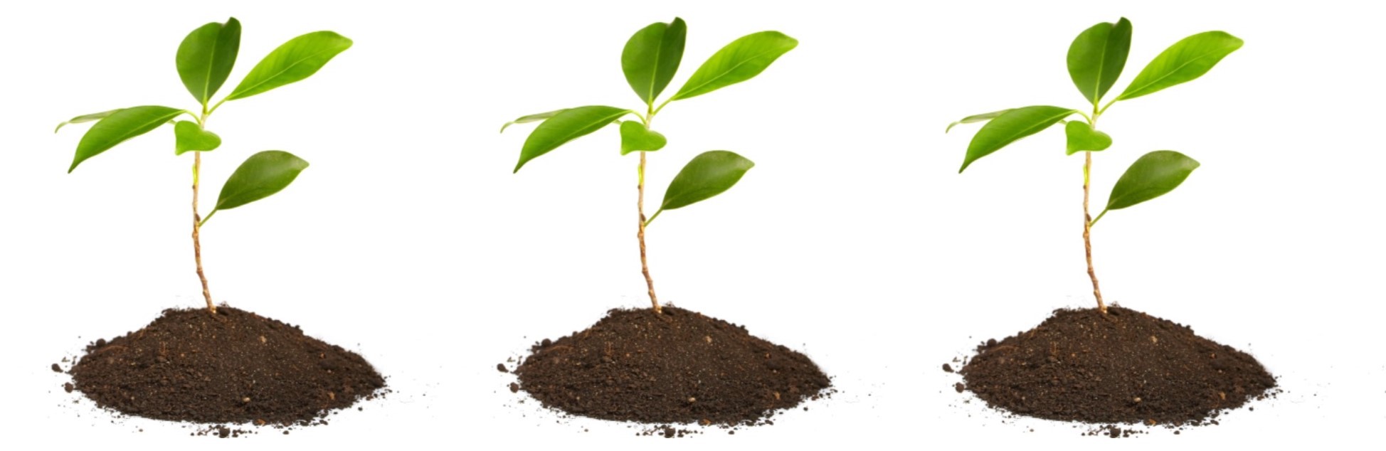 Planta
