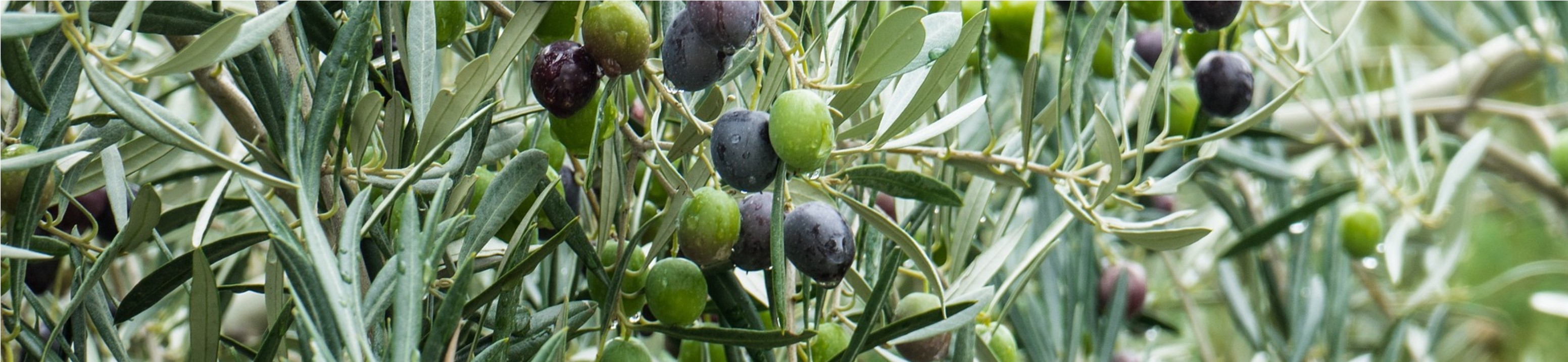 ramaolivo