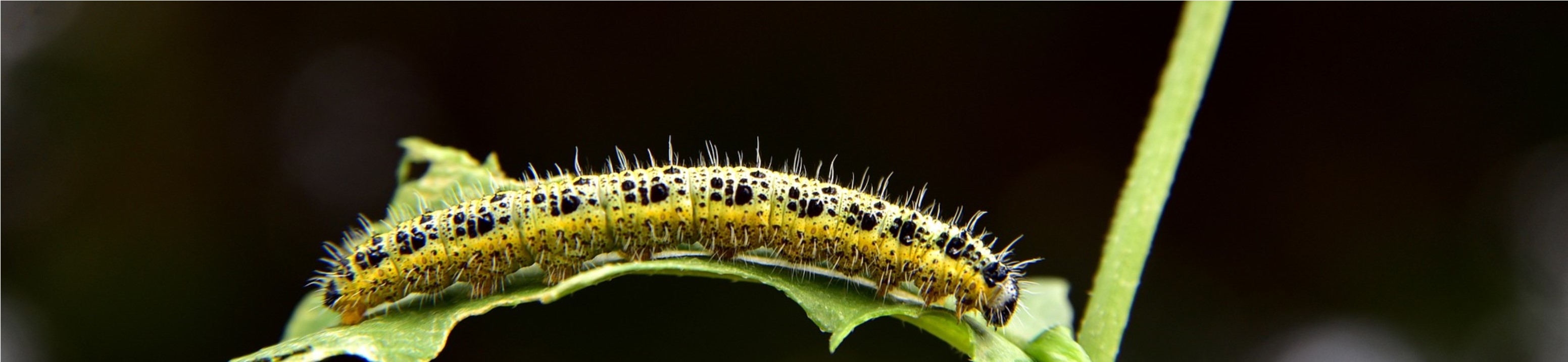 oruga