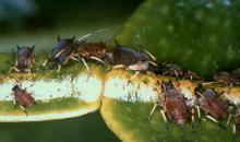 toxoptera