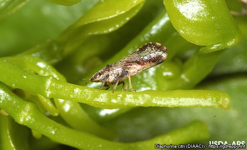 DIAPHORINA