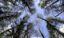 Phytophthora ramorum