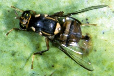 B. dorsalis 2