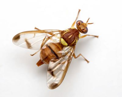 B. cucurbitae 2
