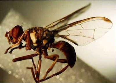 B. latifrons 2