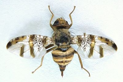 Ceratitis rosa 2