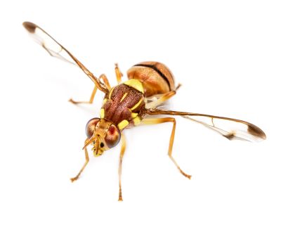 Dacus frontalis 2