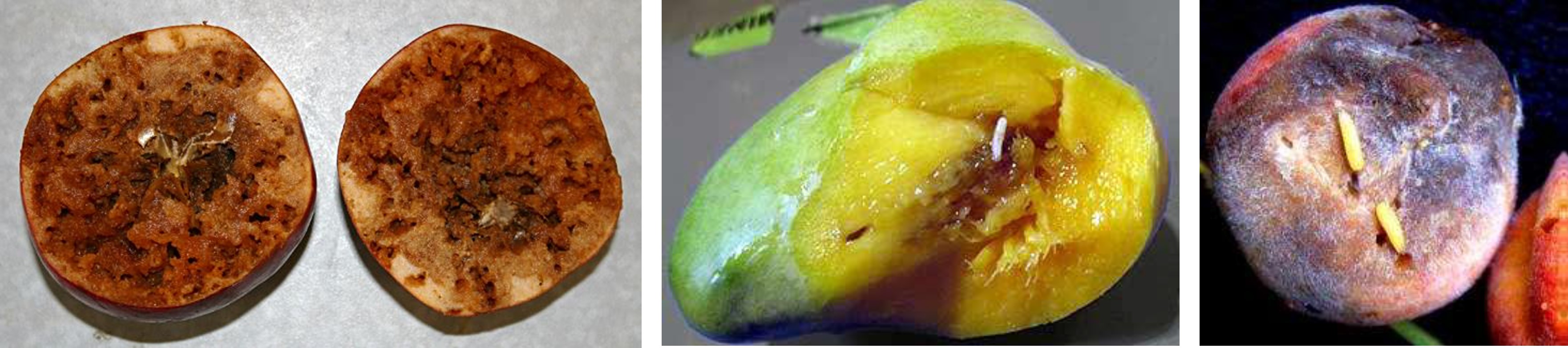 daños frutos