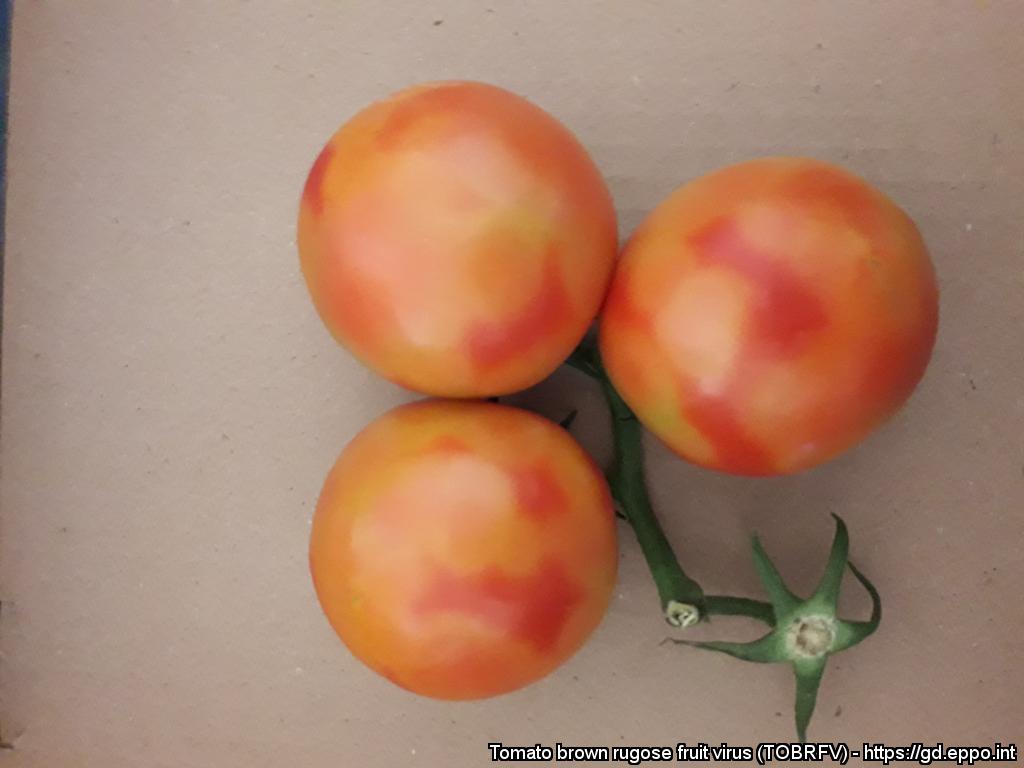 Sintomas fruto