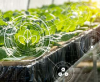 Foto imágenes digitales en plantas