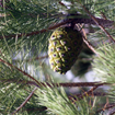 Piña cerrada en pino