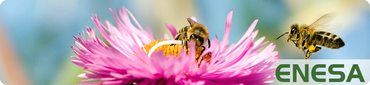 Abejas polinizando