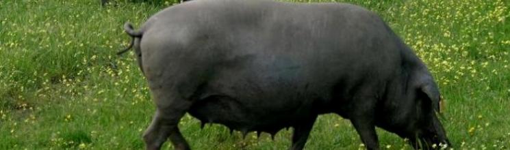 Imagen de cerdo ibérico