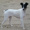 Perro Ratonero Bodeguero Andaluz
