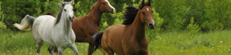Imagen de caballos