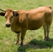 Imagen de vaca