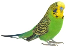 Periquito peq