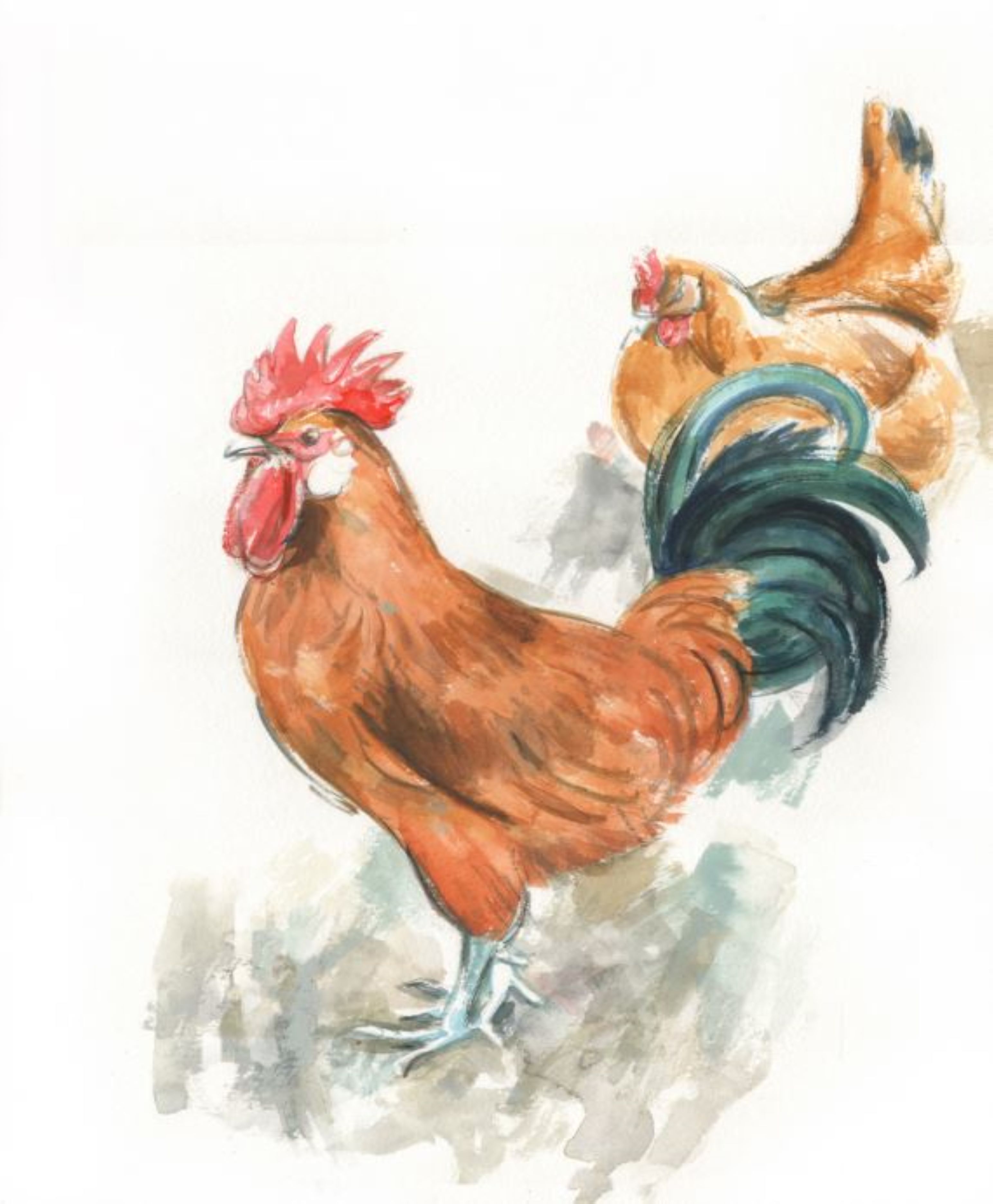 Aves de carne. 