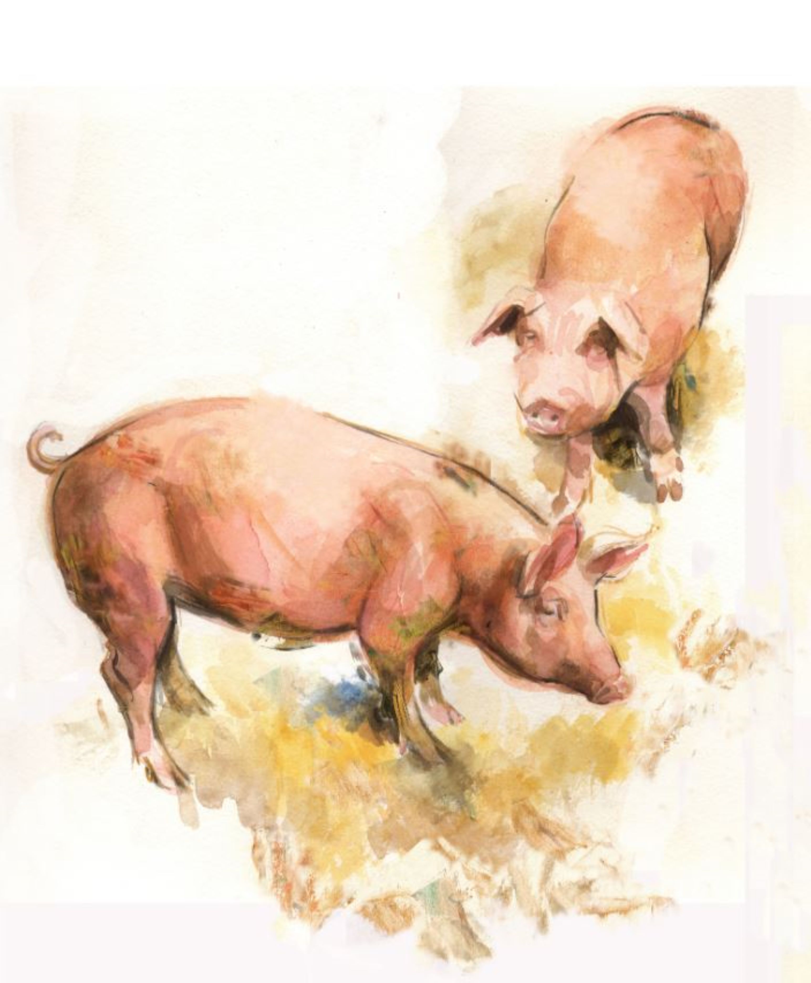 Porcino. 