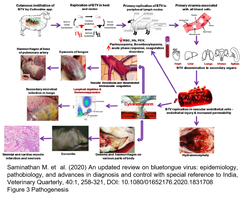 transmission and pathogenesis_2