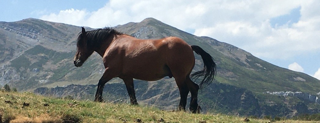 Imagen caballo