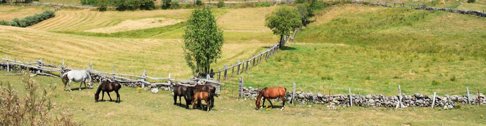 Imagen caballos