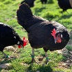 Gallinas ponedoras