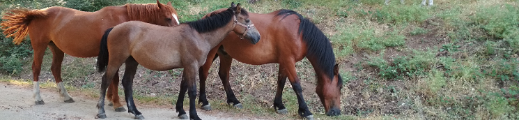 Foto caballos