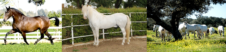 caballos