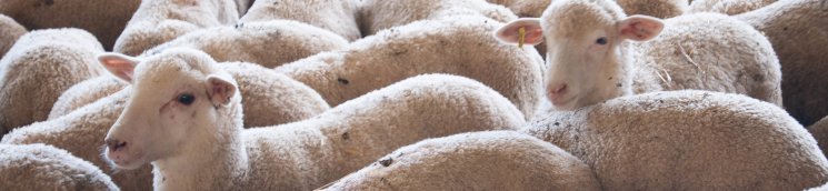 BANNER_CARNE2